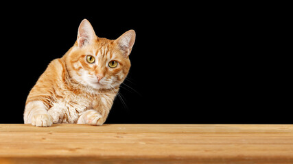 Ginger cat sitting at a empty wooden table against black background. Copyspace.
