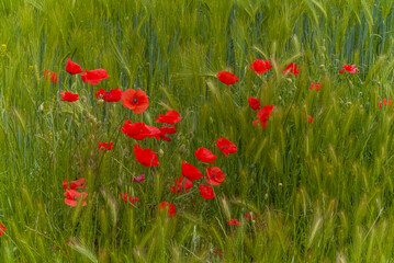 Fototapeta premium Coquelicots dans un champ de blé à Tremp, Catalogne, Espagne