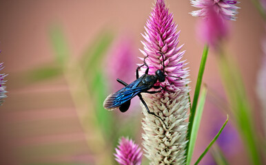 Big Black Bug on Pink Cone-flower Close-up