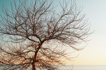 Fototapeta na wymiar Branches without leaves of a graceful tree against the background of a blue sunset sky.