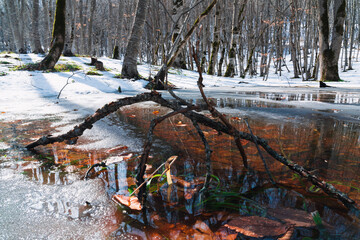Melting snow in spring forest