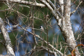Carolina Chickadee on a Branch