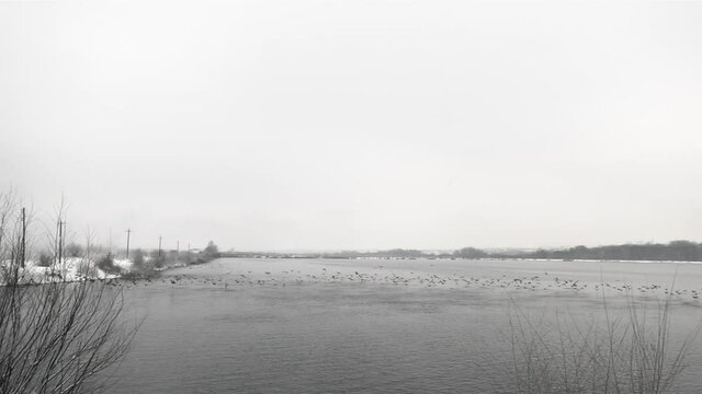Flock of the birds is flying up at the lake on a winter sunless day in a slow motion. They are floating above the water surface. The animal's autumn migration. Concept of wildlife and the environment.