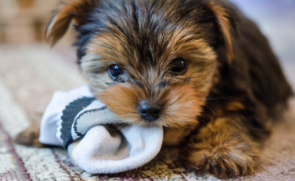 Yorkie Images – Browse 133,448 Stock Photos, Vectors, and Video ...