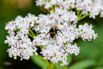 The bee sits on white flowers