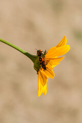 Red insects on a yellow flower