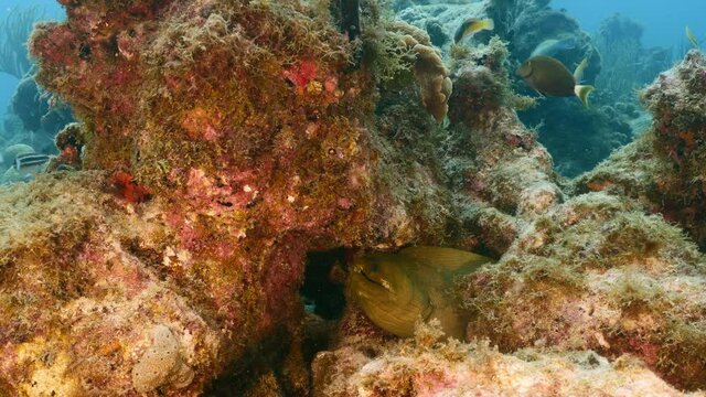 Green Moray Eel rest in coral block of reef in Caribbean Sea, Curacao