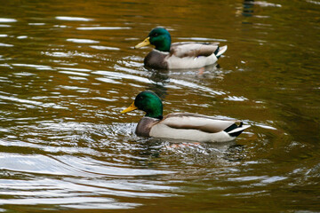 Ducks swimming on the lake