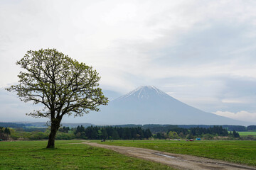 Fototapeta premium Beautiful Landscape view in morning at Fumotoppara Camping Grounds on Fuji mountain background in Fujinomiya, Shizuoka, Japan.