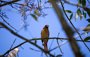 Female Cardinal