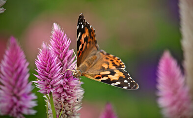 Butterfly nibbling on pink cone flower close-up multi color background