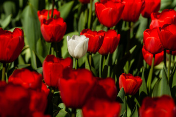 Spring field of colorful tulips