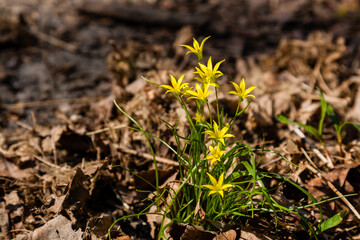 Spring yellow wildflowers among the autumn leaves