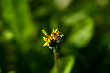 Macro of yellow dandelions on which sits a wasp