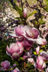 Foto op Canvas Bud of beautiful spring magnolia © Minakryn Ruslan 
