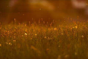 Field flower and grass on a green meadow in spring or summer evening in sunset, golden hour