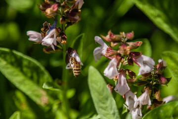 Beautiful flowers on which the bee sits