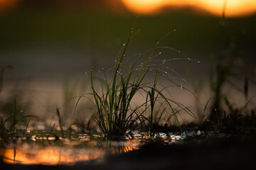 Field flower and grass on a green meadow in spring or summer evening in sunset, golden hour