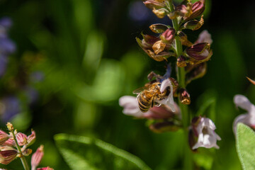 Beautiful flowers on which the bee sits