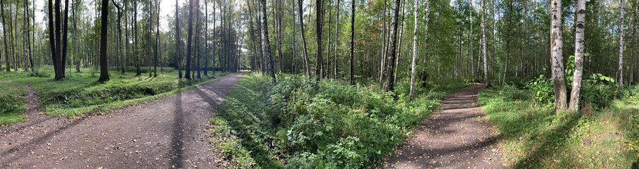 Panorama of first days of autumn in a park, long shadows of trees, blue sky, Buds of trees, Trunks of birches, sunny day, path in the woods, yellow leafs