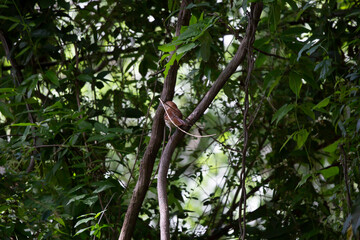 Fototapeta premium Curious Brown Thrasher