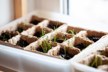 Young green sprouts of leeks in the ground.