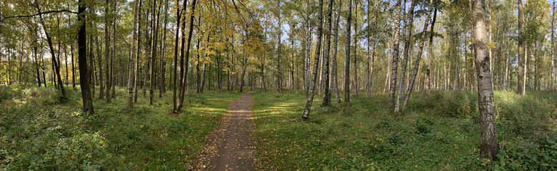 Panorama of first days of autumn in a park, long shadows of trees, blue sky, Buds of trees, Trunks of birches, sunny day, path in the woods, yellow leafs