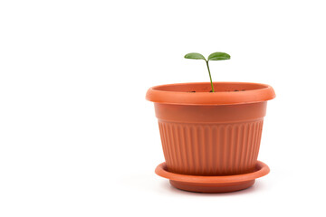 Young plant in small flowerpot. Growing seedlings.Gardening and ecology concept.