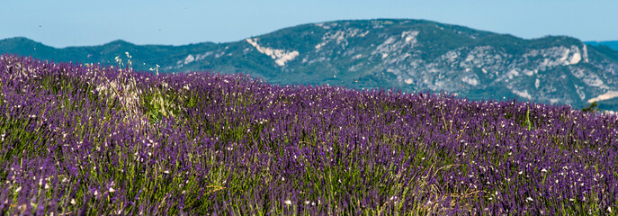 Pyrales des buis sur un champ de lavande à Valensole, Alpes-de-Haute-Provence, France © Jorge Alves
