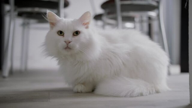 White cat. Short hair cat