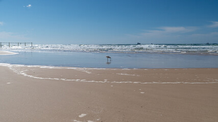 White Stork in sandy seashore.  Stork caught a fish. Standing with waves. Beautiful sea view. Ashdod, Israel, march 2021