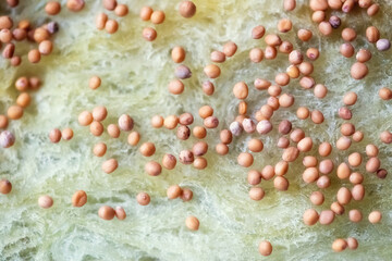 White mustard seeds on special soil for microgreen seedlings.