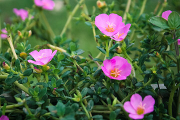 pink flowers in the garden