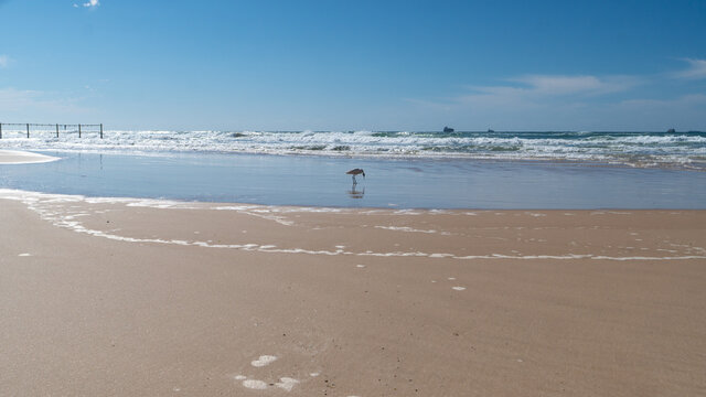 White Stork in sandy seashore.  Stork caught a fish. Standing with waves. Beautiful sea view. Ashdod, Israel, march 2021