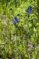Montana Larkspur wildflowers close-up