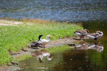 Ducks and Geese