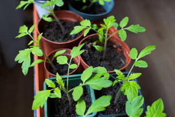 Bio-Anzucht auf der heimischen Fensterbank