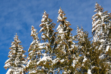 sapins du Jura par une belle journée d'hiver ensoleillée