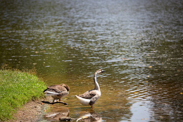 Toulouse and Brown Chinese Geese