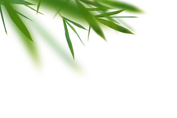 Fototapeta na wymiar Bamboo green fresh leaves. Clip art on white background