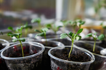 Early seedlings of cabbage In the greenhouse 