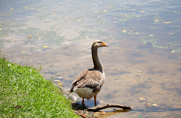 Toulouse Goose on a Lake Shore