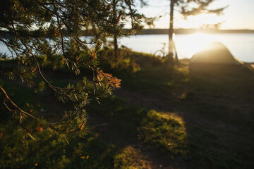 Obraz premium Pine twigs and palette with bicycles by the river in the background