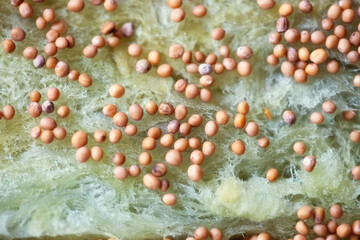 White mustard seeds on special soil for microgreen seedlings.