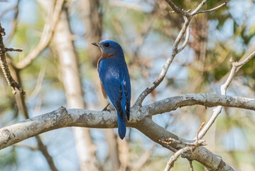 Eastern bluebird.Bird migration