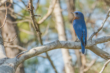 Eastern bluebird.Bird migration