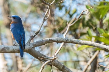 Eastern bluebird.Bird migration