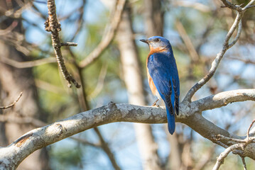 Eastern bluebird.Bird migration
