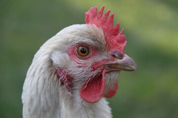 Portrait von einem Huhn mit rotem Kamm, grüner Hintergrund