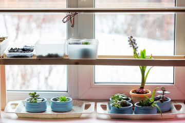 Home garden on the windowsill, various plants under the phytolamp
